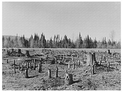 Stump Prairie Land Preparation Nelma Wisconsin 1937