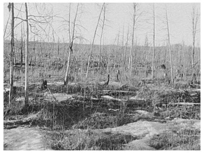 Regrowth on Burned Land Near Nelma Wisconsin April 1937