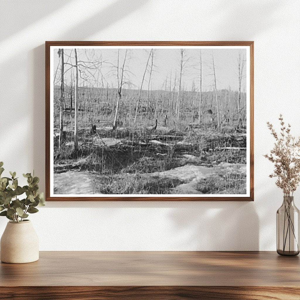 Regrowth on Burned Land Near Nelma Wisconsin April 1937