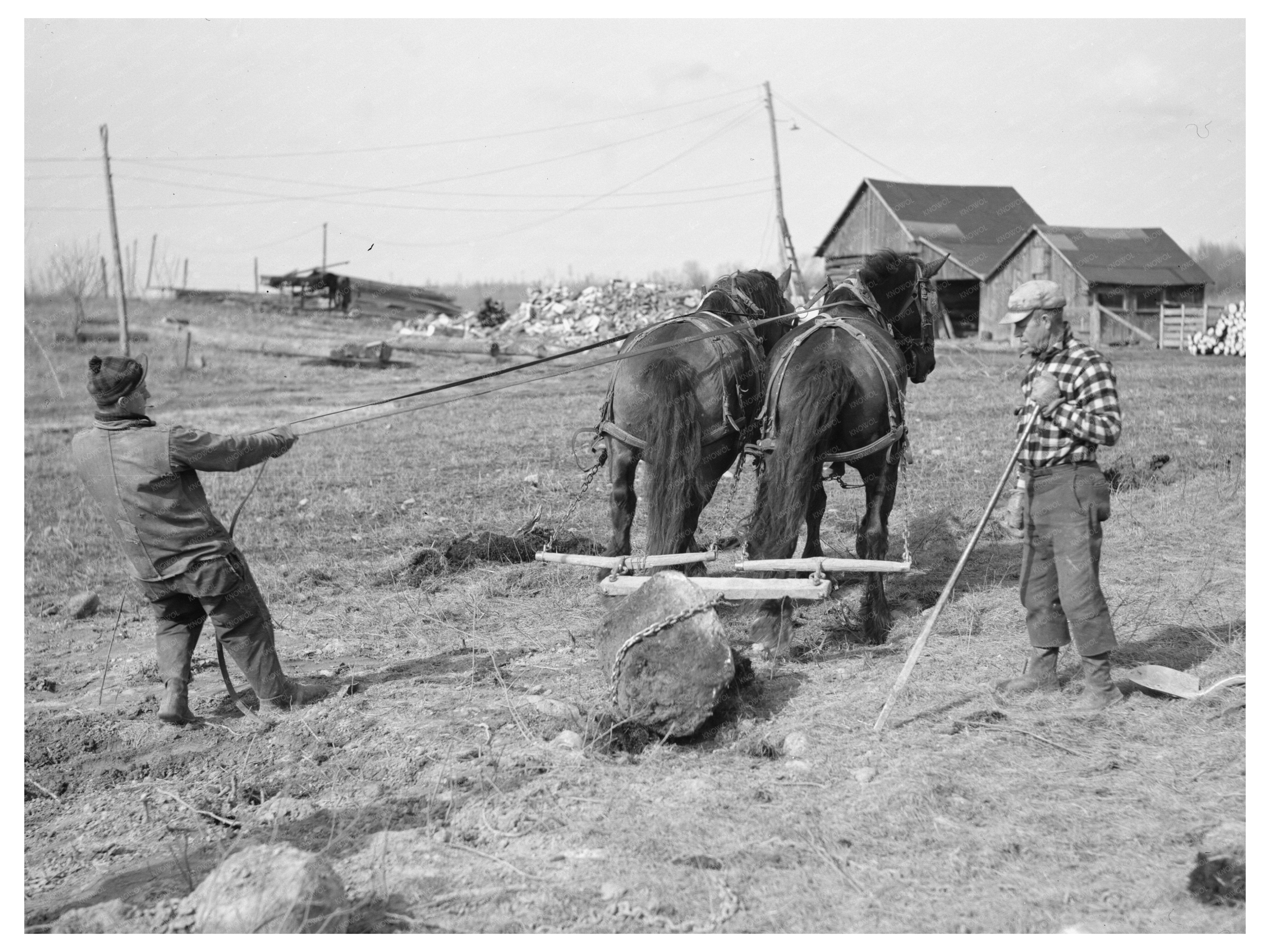 Pulling Stones from Cut-Over Land in Forest County 1937