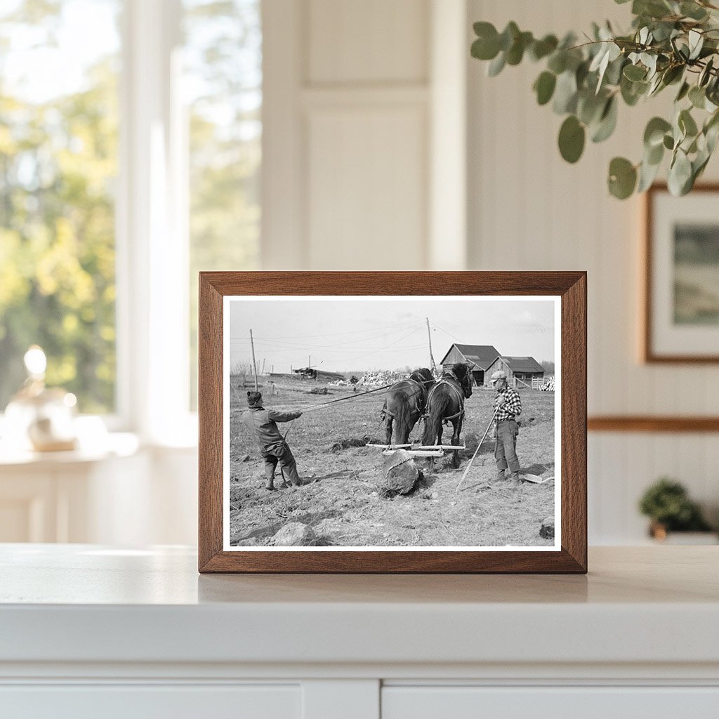 Pulling Stones from Cut-Over Land in Forest County 1937