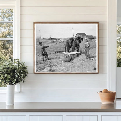 Pulling Stones from Cut-Over Land in Forest County 1937