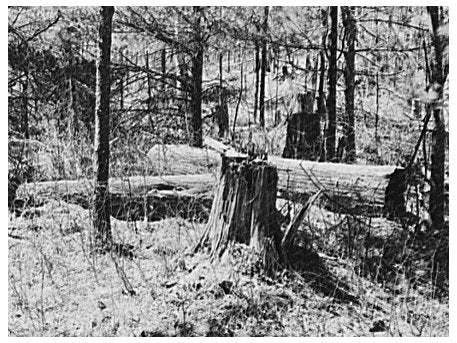 Vintage Pine Logs and Stumps Gibbs City Michigan 1937