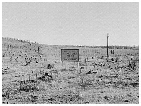 Crystal Falls School Forest Michigan April 1937 Image