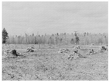 Rock Clearing for Agricultural Land in Iron County Michigan 1937