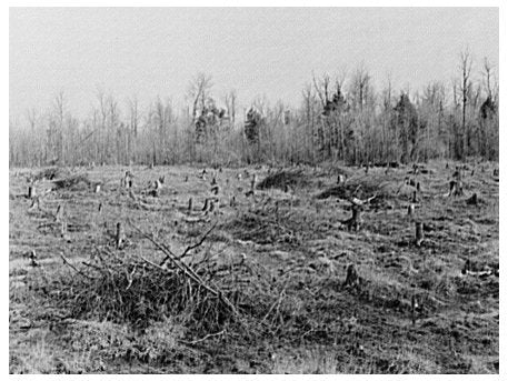 Cut-Over Land Management in Iron County Michigan 1937