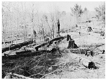 Waste of Timber in Wisconsin Logging Operations May 1937