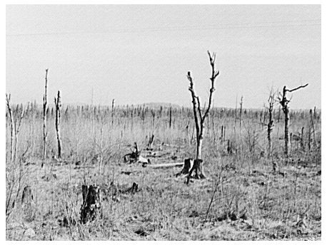 Cut-Over Land along K Highway Forest County Wisconsin 1937