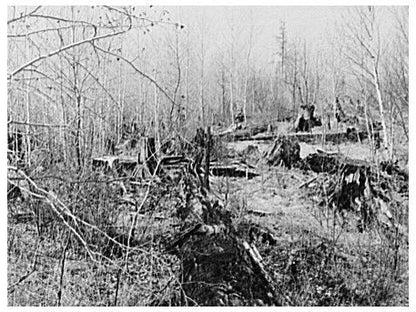 Rotting Logs from Timber Exploitation in 1937 Wisconsin