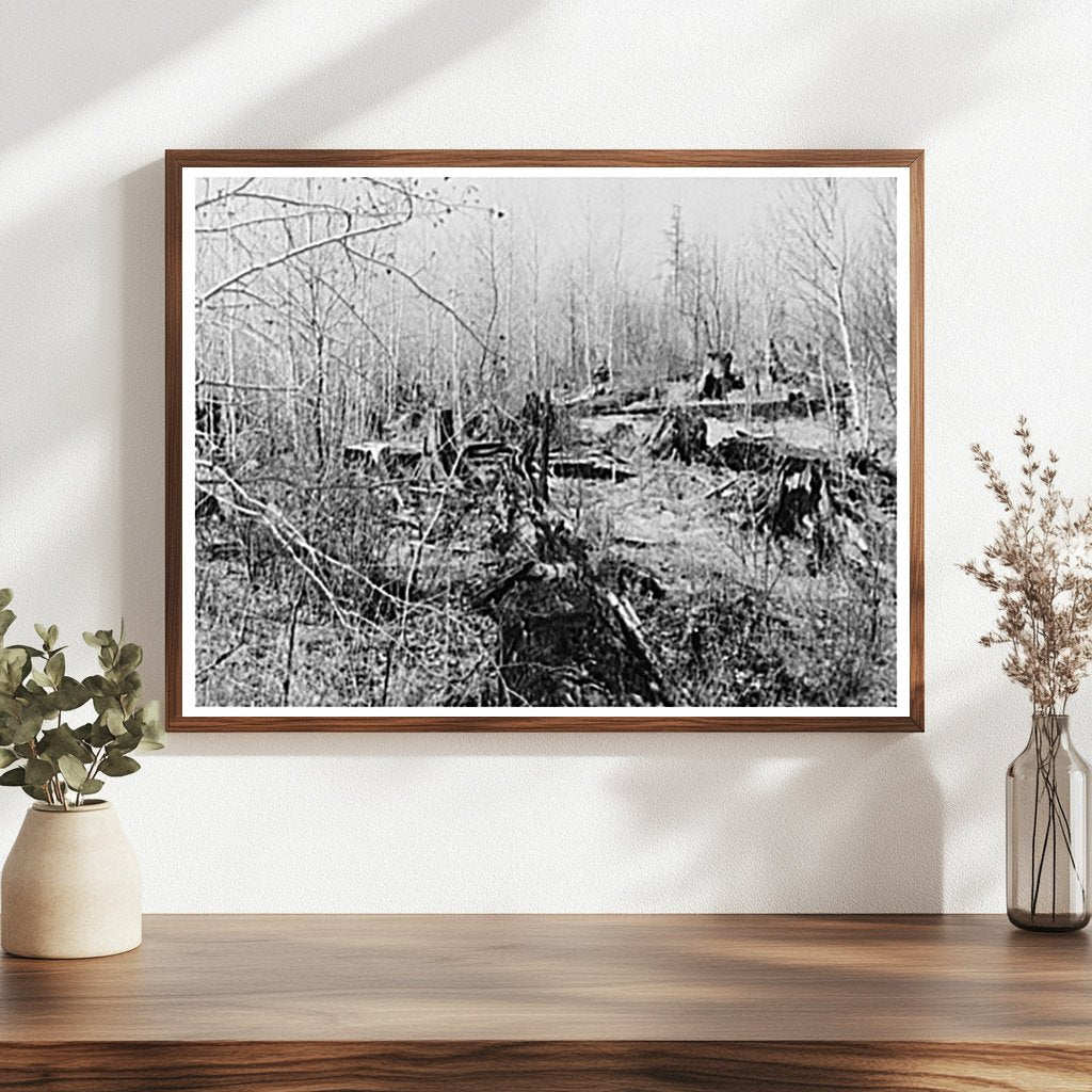 Rotting Logs from Timber Exploitation in 1937 Wisconsin