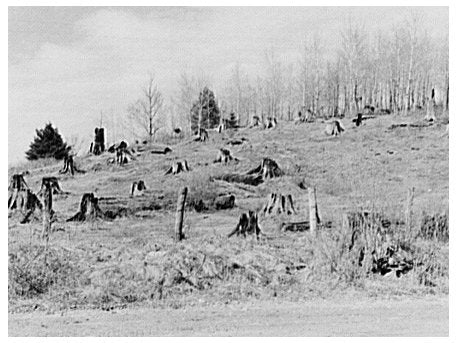 Wisconsin Logging Aftermath May 1937 Stumps and Logs