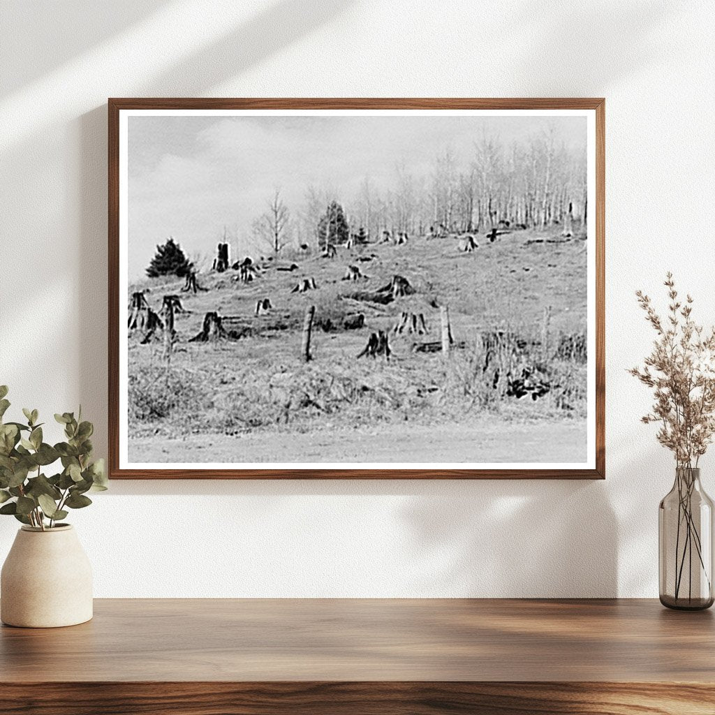 Wisconsin Logging Aftermath May 1937 Stumps and Logs