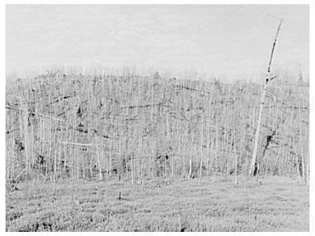 Blueberry Swamp and Logged Hillside Florence County 1937