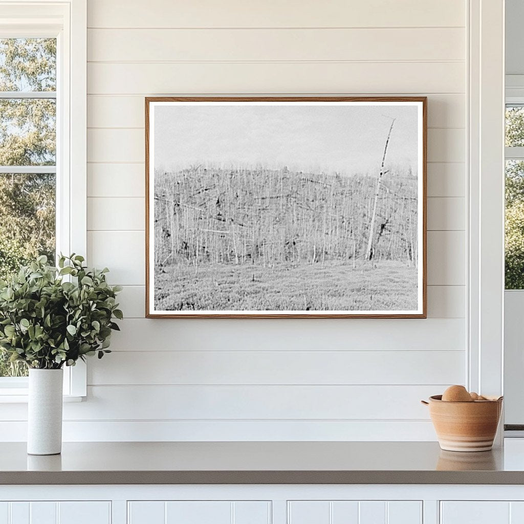 Blueberry Swamp and Logged Hillside Florence County 1937