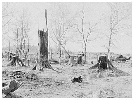 Cut-over Land Near Tipler Wisconsin May 1937