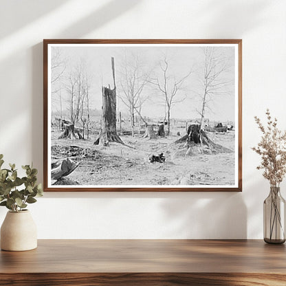 Cut-over Land Near Tipler Wisconsin May 1937