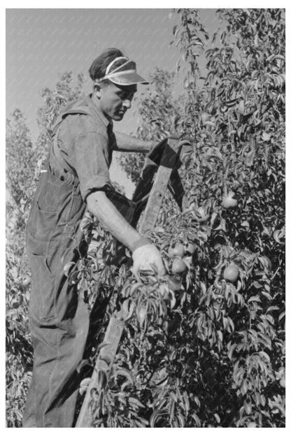 Vintage Pear Pricker in Hood River Oregon September 1941