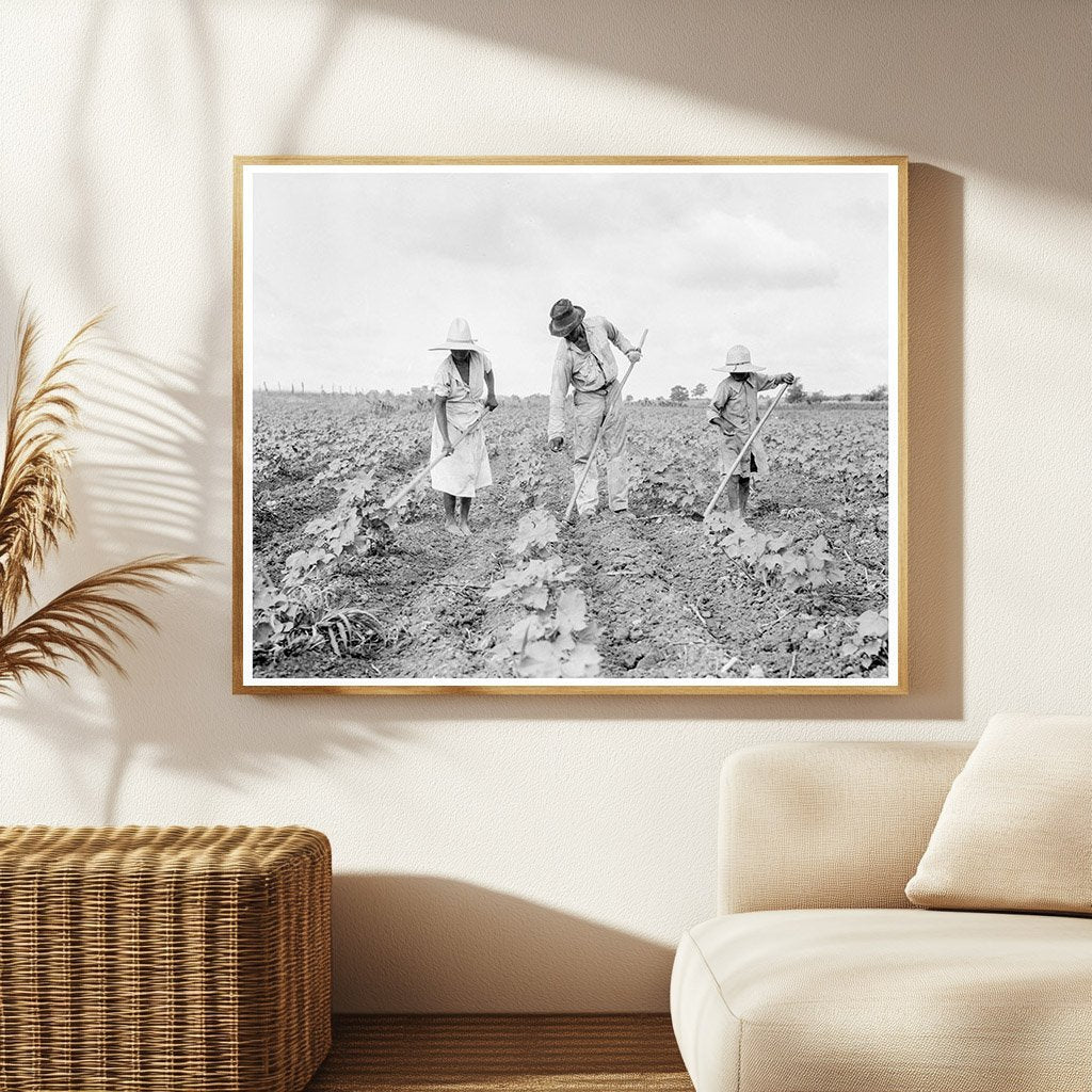 1936 Tenant Farmers Hoeing Cotton in Alabama