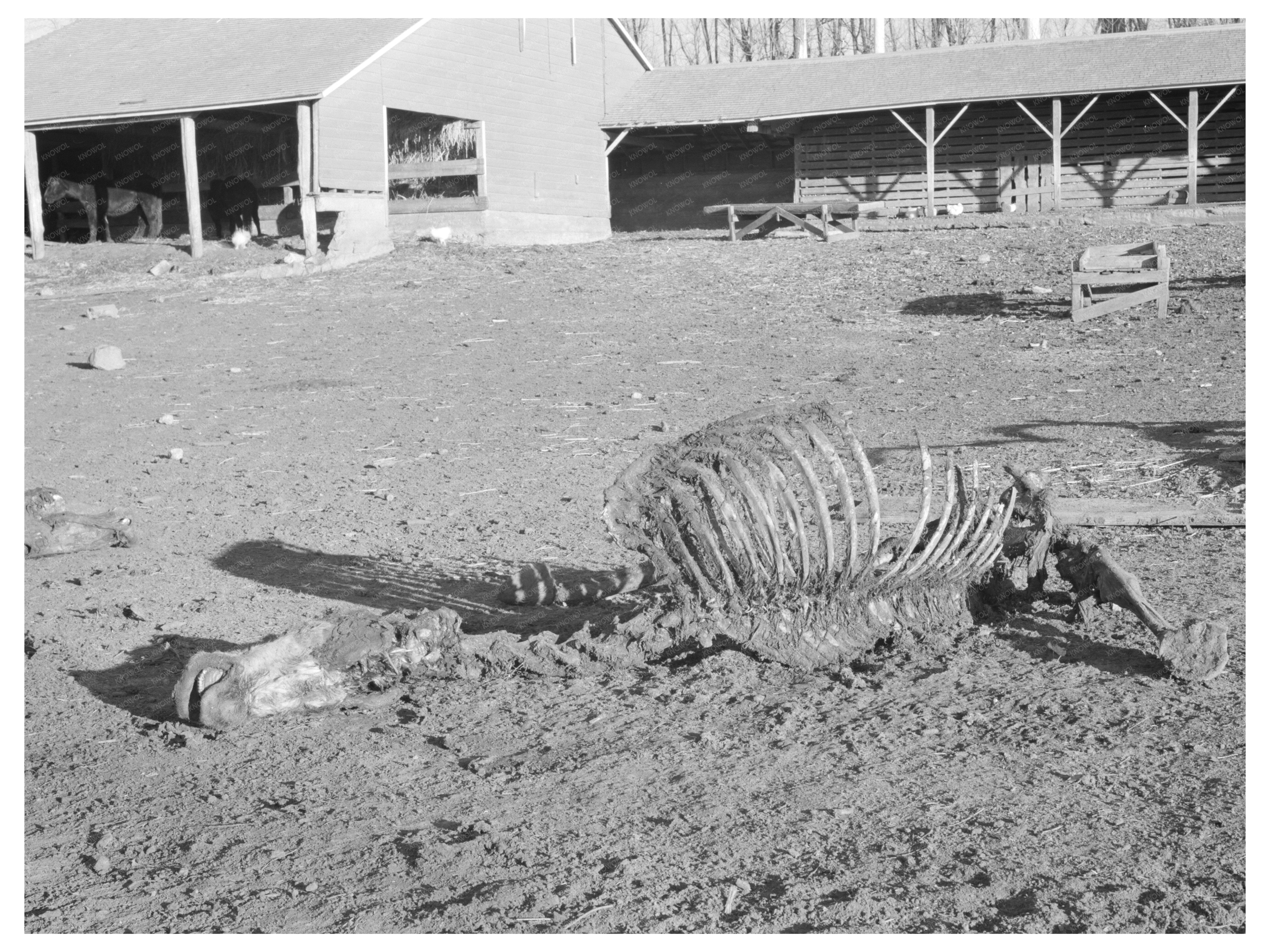 Horse Skeleton from 1936 Iowa Farm Conditions