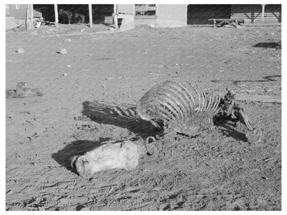 Horse Skeleton from Poor Feed Iowa December 1936