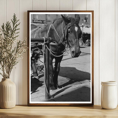 Horse Tied in Bradford Vermont October 1939 Vintage Photo