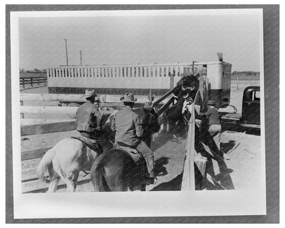 Cattle Loading for Shipment March 1942 Brawley California