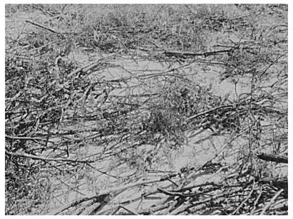 Weeds in Soil Hold for Wind Erosion Control June 1937