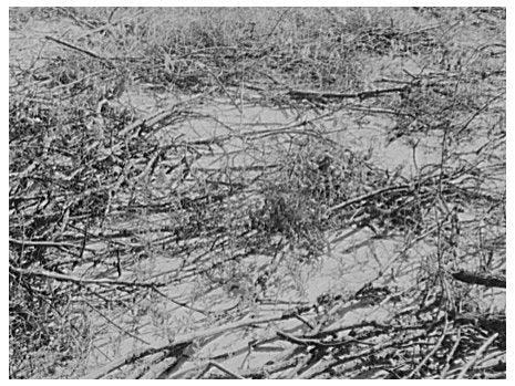 Weeds in Soil Hold for Wind Erosion Control June 1937