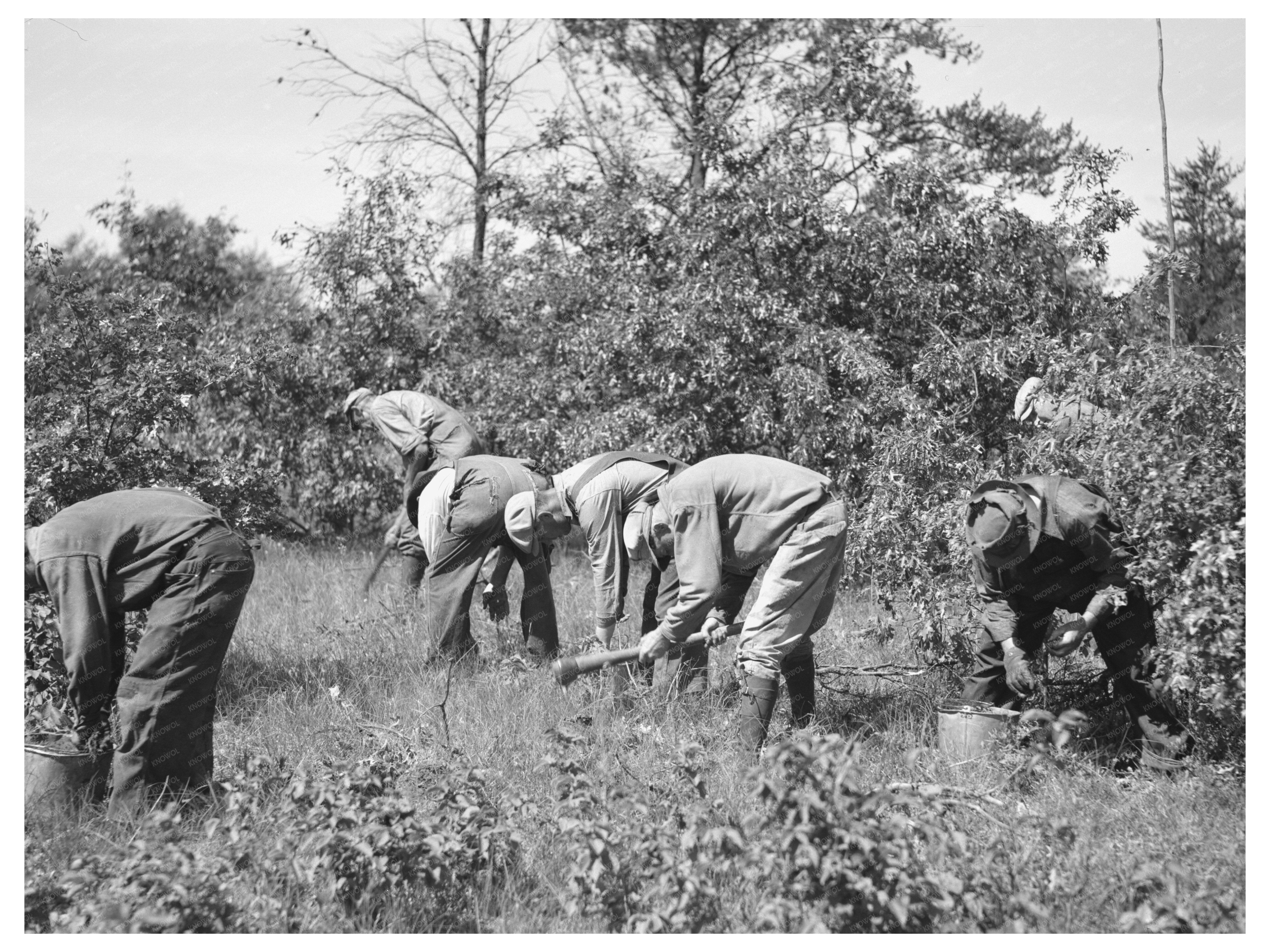 Tree Planting for Environmental Restoration in 1937 Wisconsin