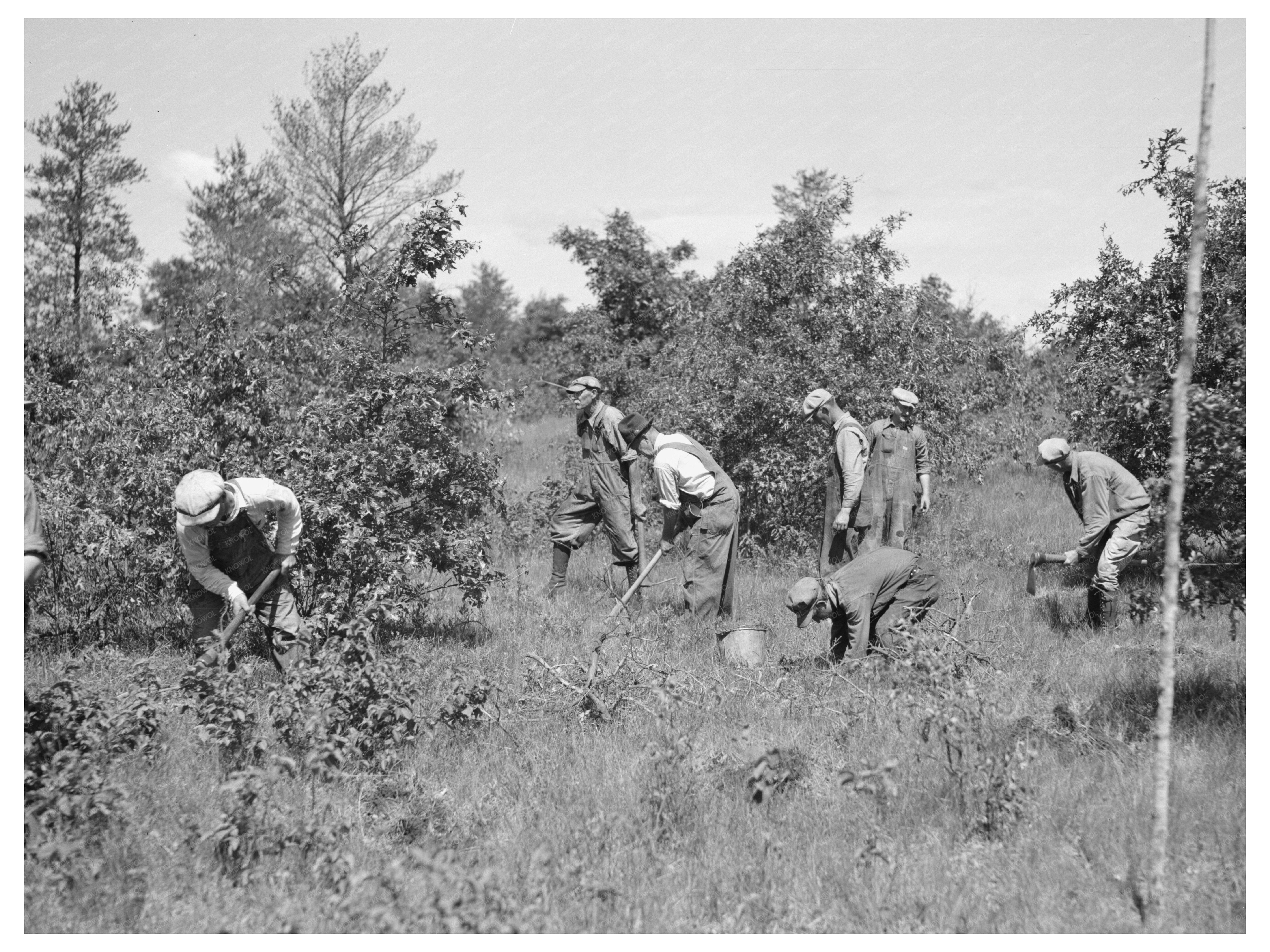 Tree Planting Initiative in Black River Falls 1937