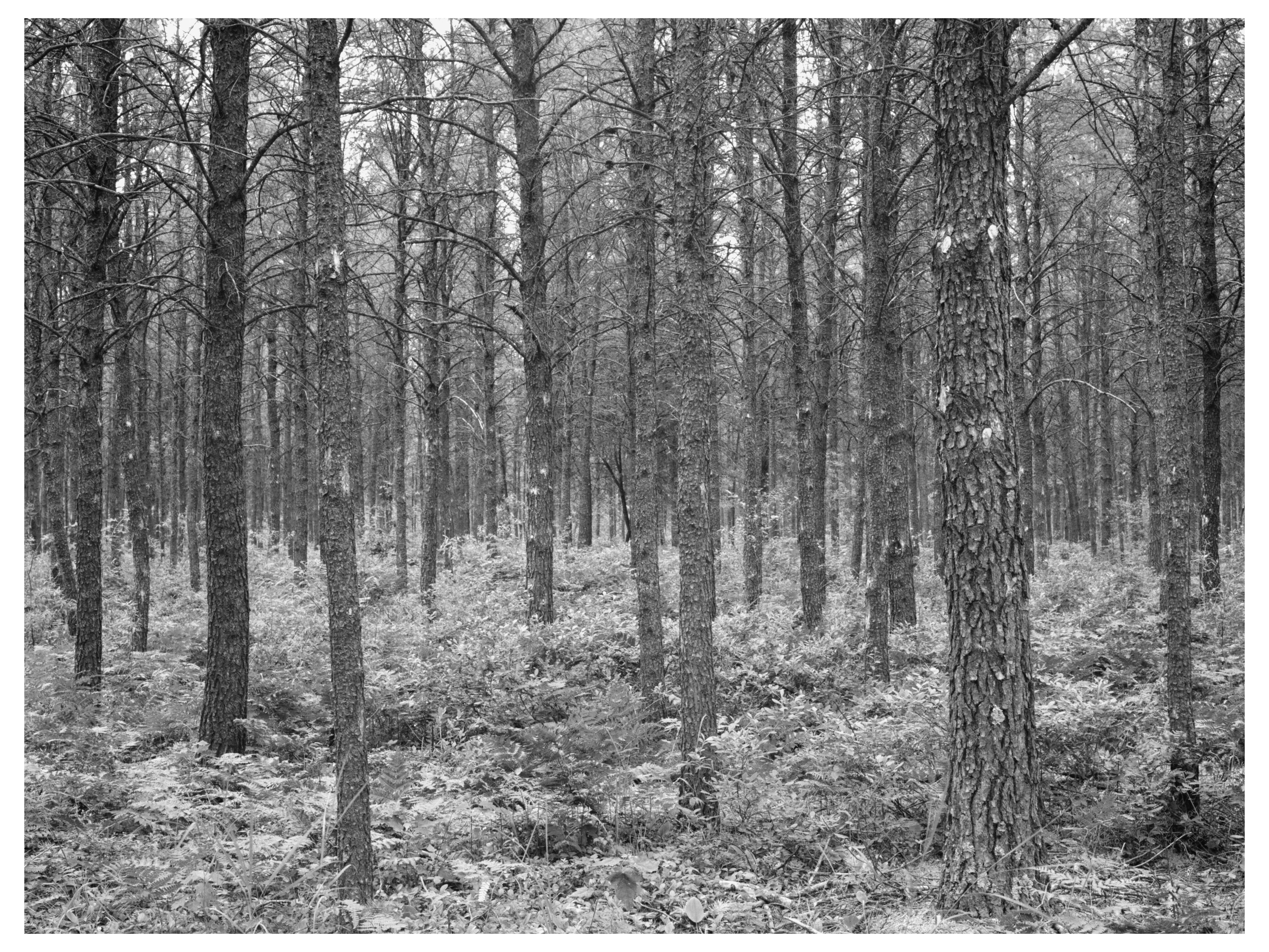 Jack Pine Stand in Black River Falls Wisconsin 1937