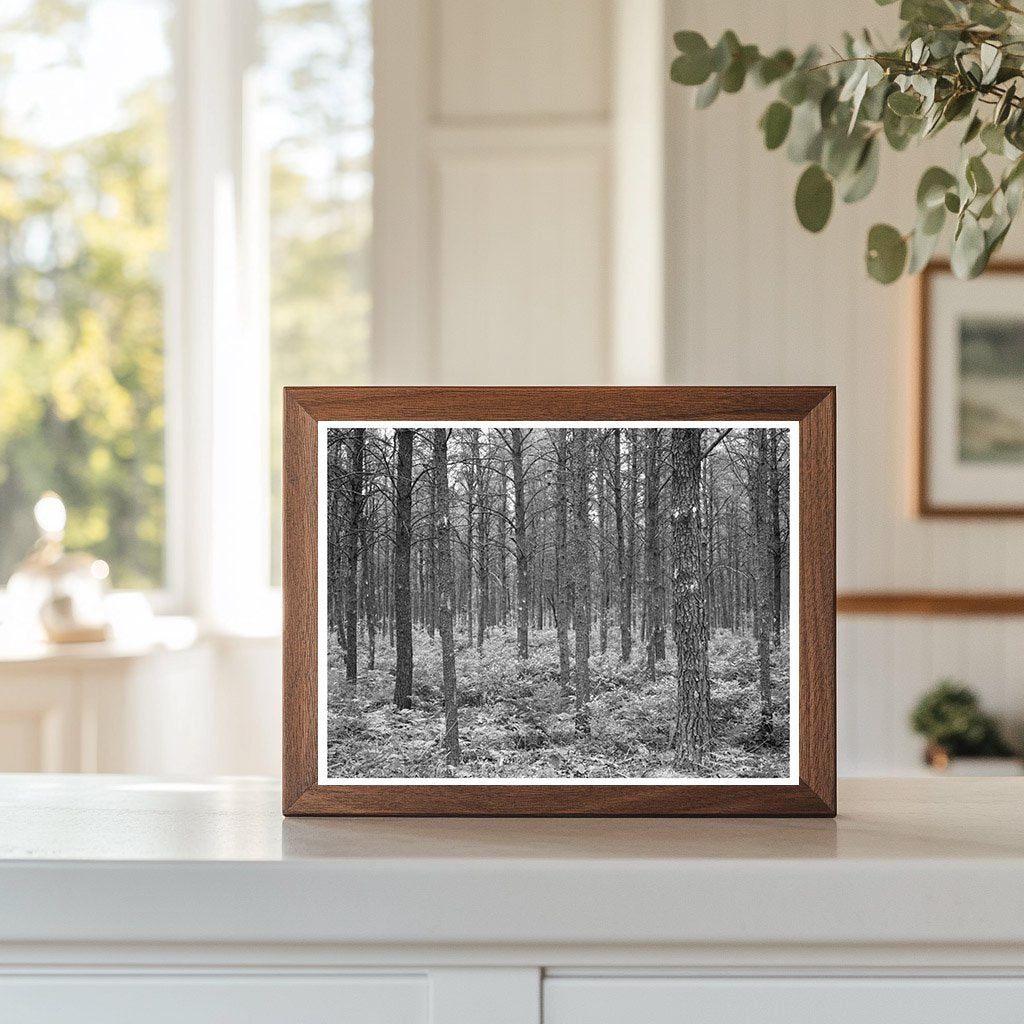 Jack Pine Stand in Black River Falls Wisconsin 1937