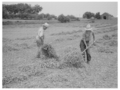 Pea Vines Stacked for Truck Loading Sun Prairie 1937