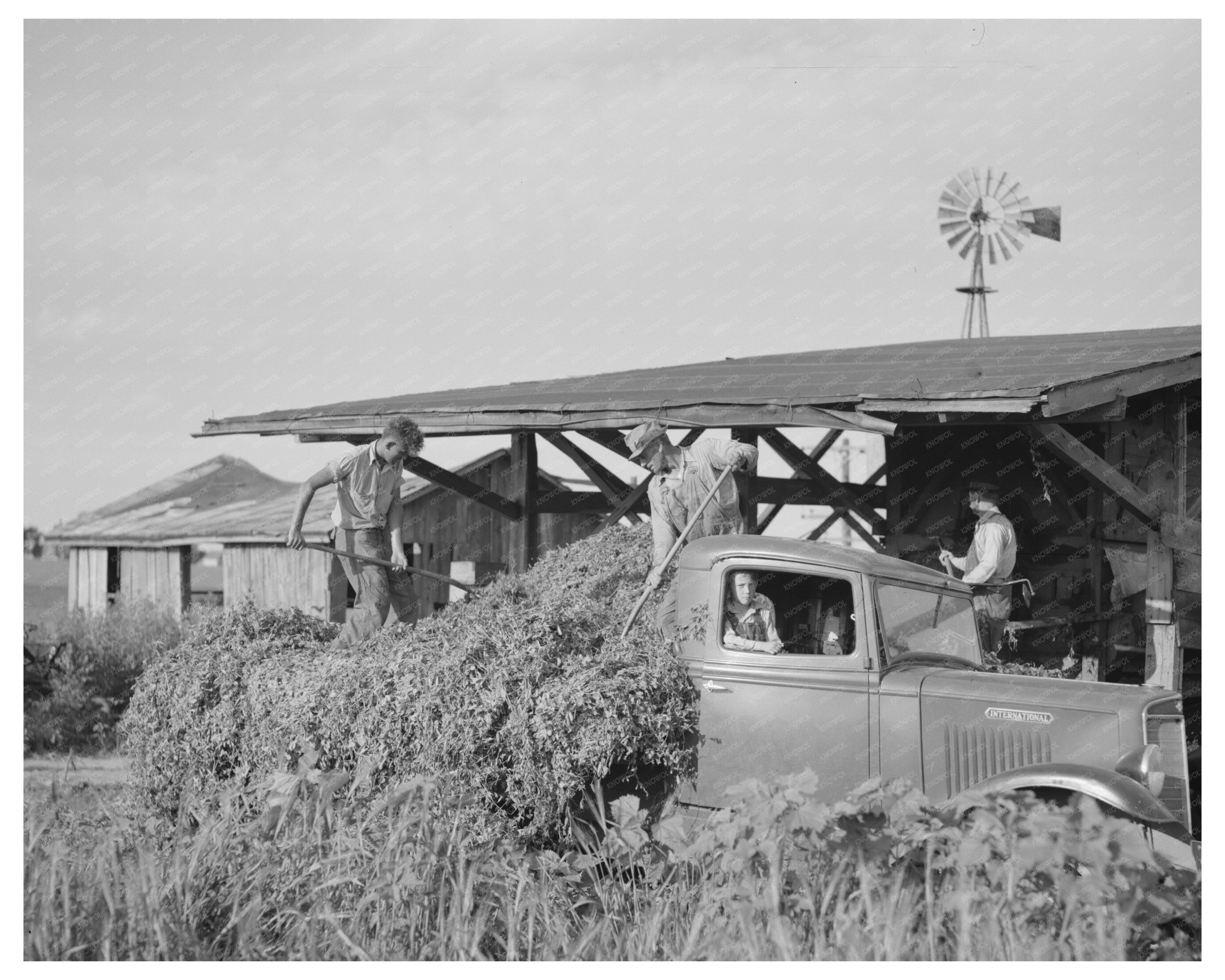 Unloading Pea Vines at Vinery in Sun Prairie 1937