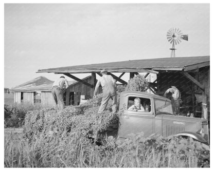 Vintage Photo Unloading Pea Vines Sun Prairie Wisconsin 1937