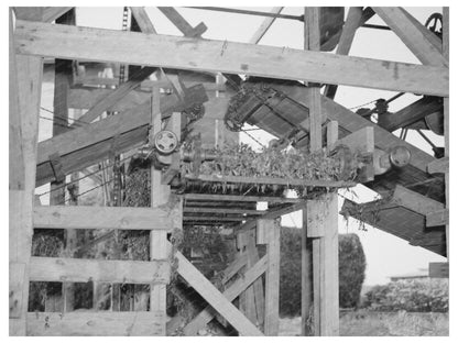 Conveyors at Wisconsin Vinery June 1937 Pea Harvesting