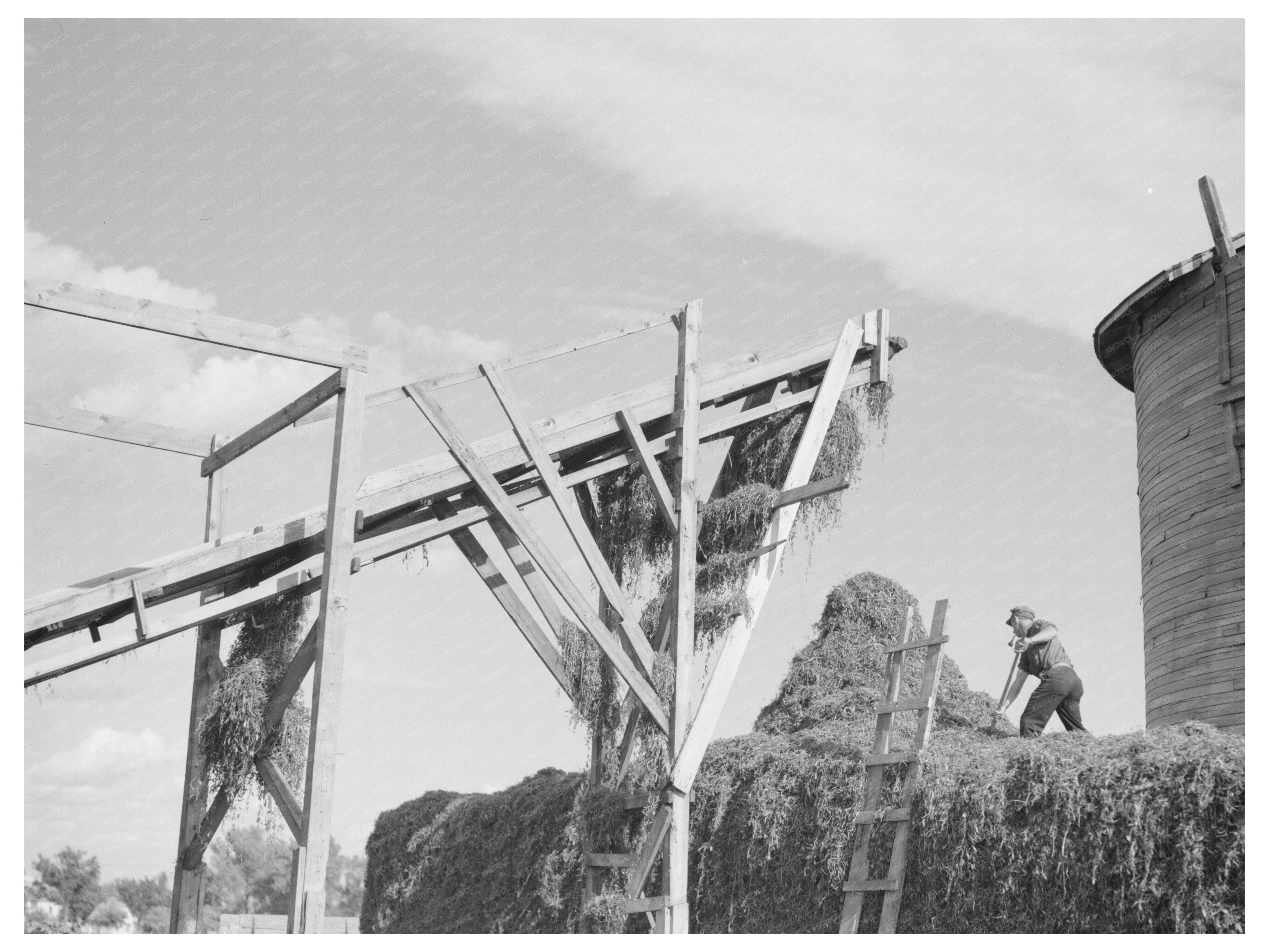 Pea Vines Distribution in Sun Prairie June 1937