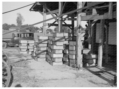 Boxes of Peas at Vinery in Sun Prairie Wisconsin 1937