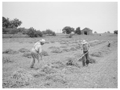 Stacking Pea Vines for Truck Loading in 1937 Wisconsin