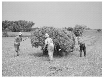 Loading Pea Vines on Truck Sun Prairie Wisconsin 1937