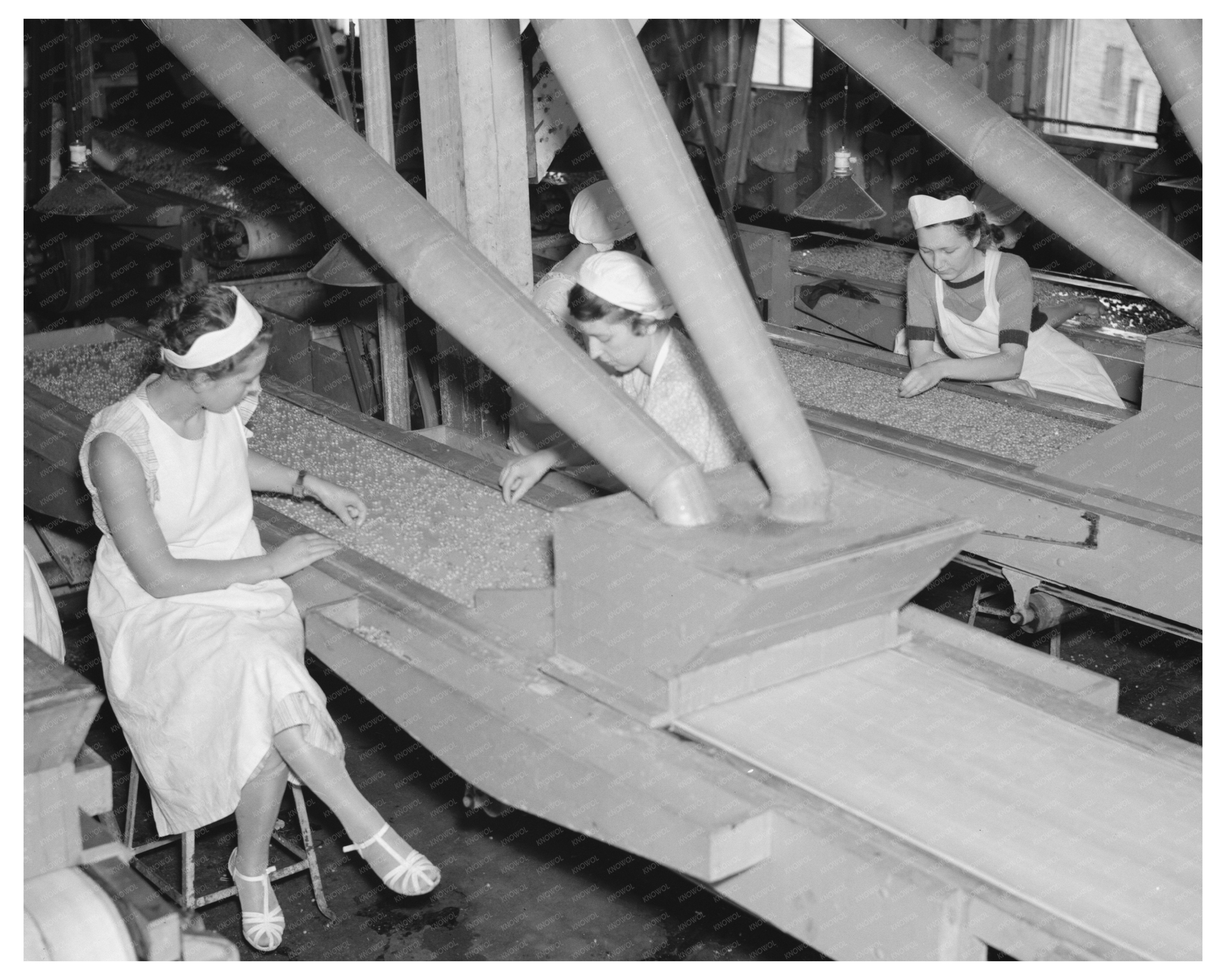 Girls Inspecting Peas at Wisconsin Canning Factory 1937