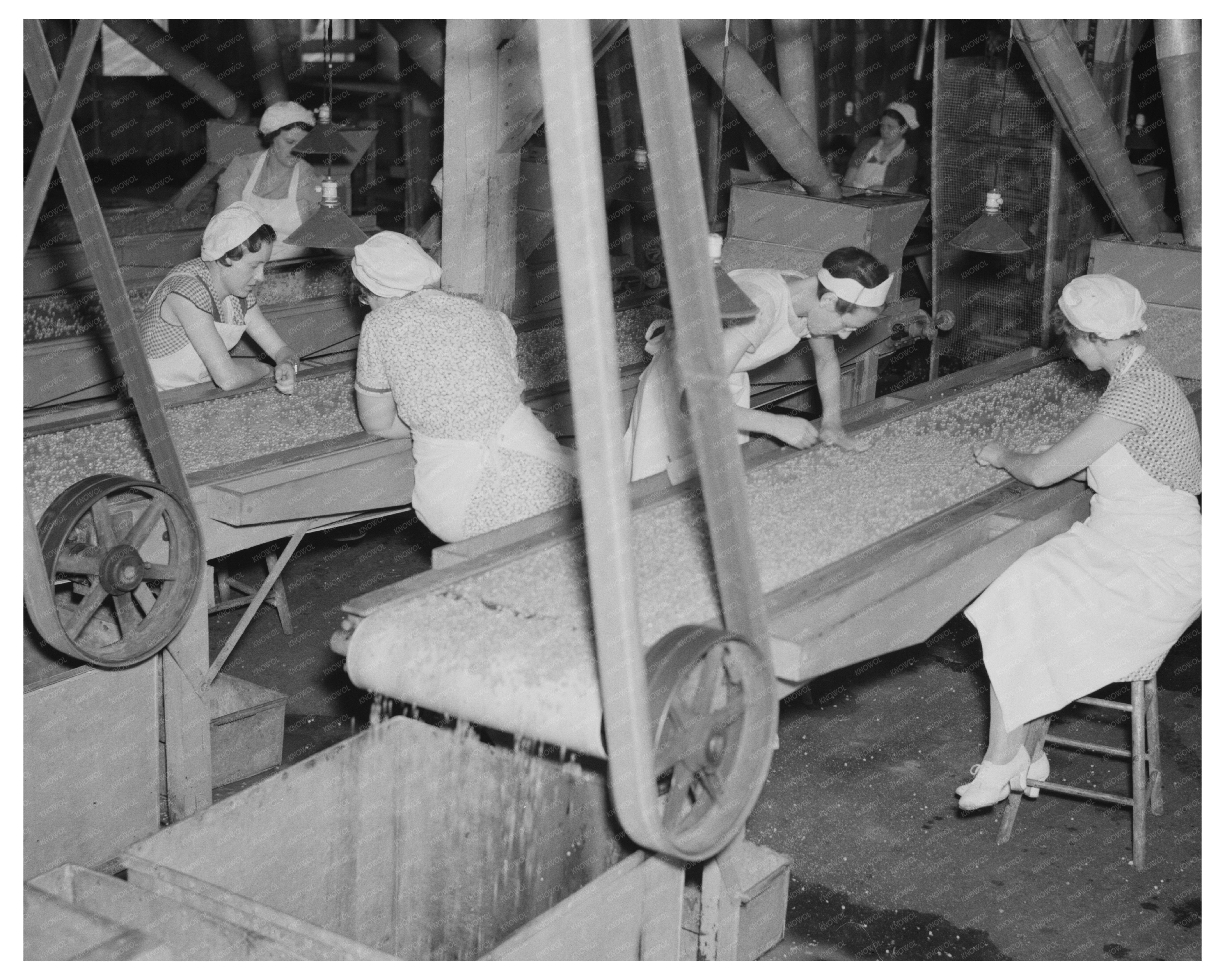 Girls Working in Pea Canning Factory July 1937