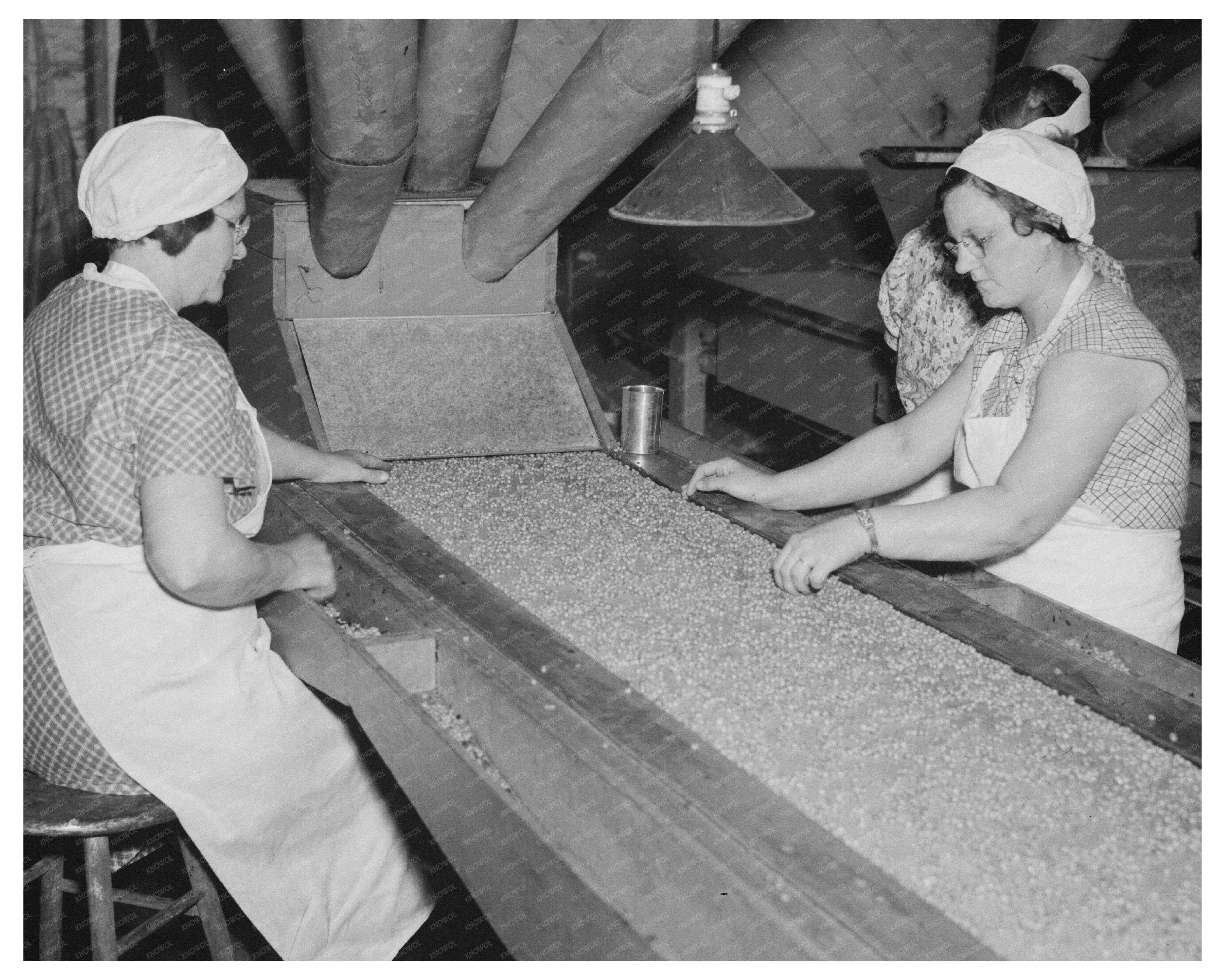 Canning Factory Pea Selection Process Sun Prairie 1937