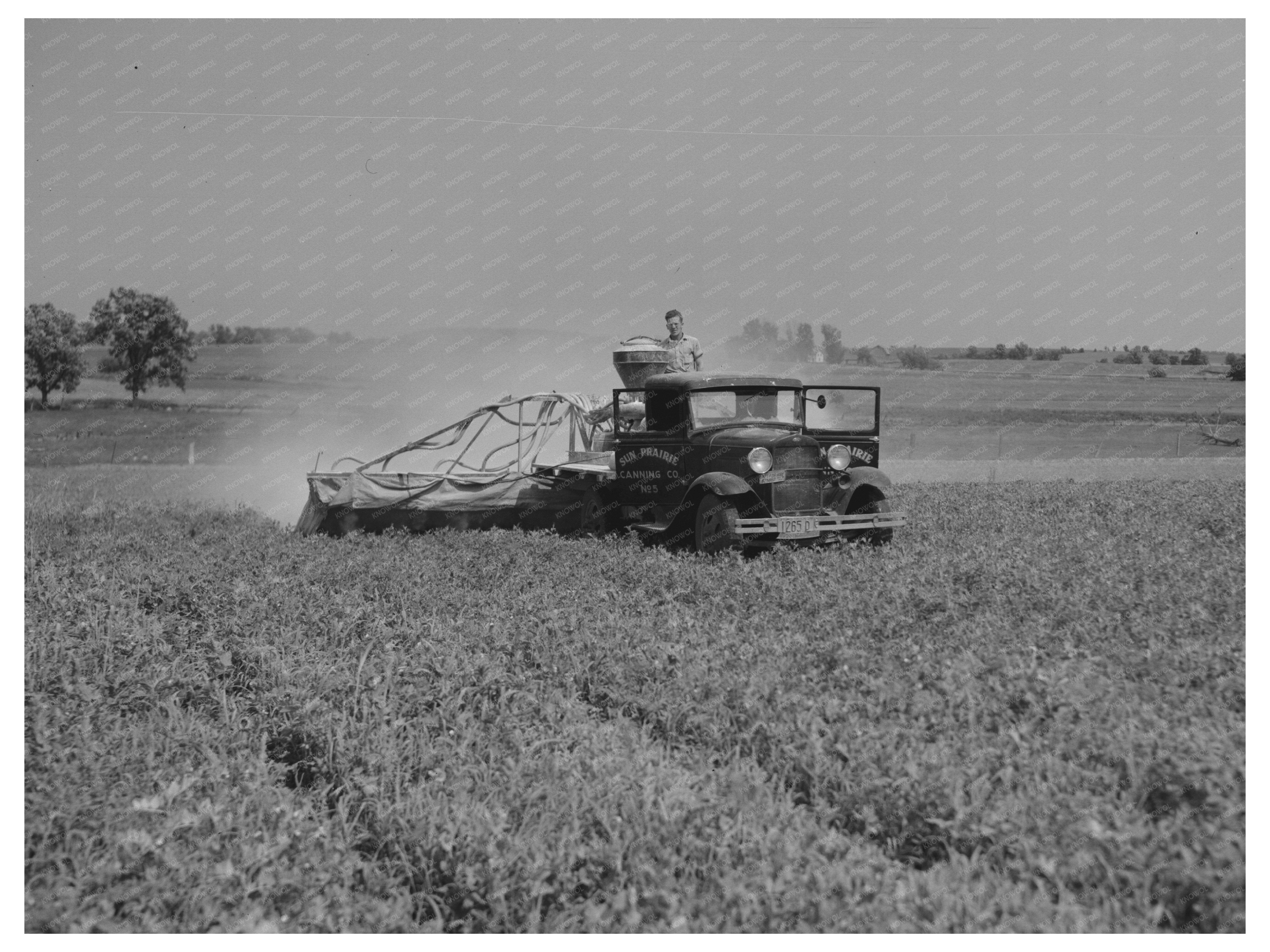 Vintage 1937 Agricultural Scene of Spraying Pea Vines