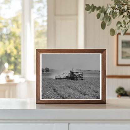 Vintage 1937 Agricultural Scene of Spraying Pea Vines