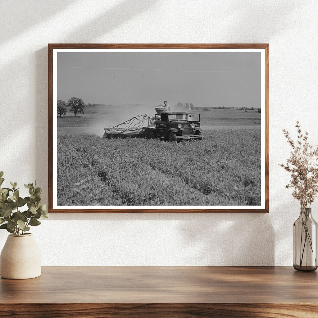 Vintage 1937 Agricultural Scene of Spraying Pea Vines