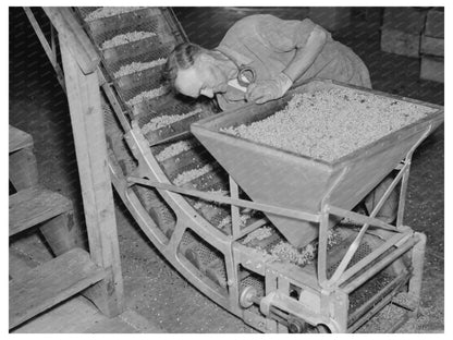 Hopper of Peas at Canning Factory Sun Prairie 1937