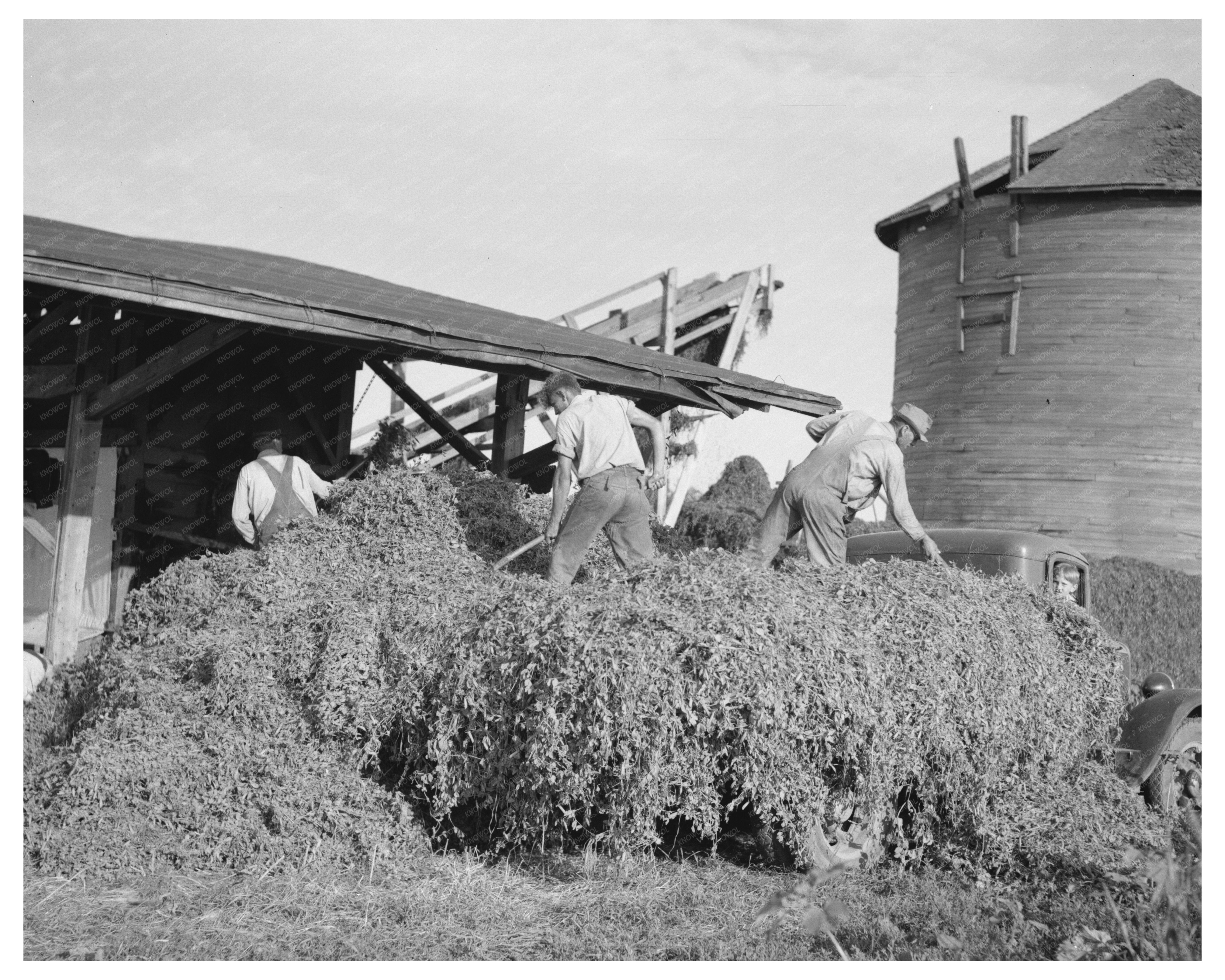 Pea Vines Unloading at Sun Prairie Vinery July 1937