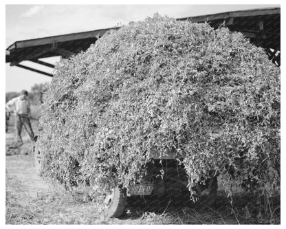 1937 Workers Stacking Pea Vines in Sun Prairie Wisconsin