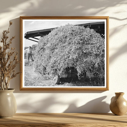 1937 Workers Stacking Pea Vines in Sun Prairie Wisconsin